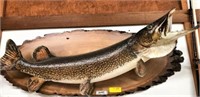 Wall Mounted Canadian Northern Pike Fish