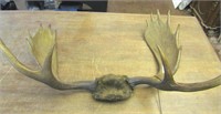 Moose Antler Skull Mount