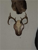 8-POINT WHITETAIL DEER EUROPEAN MOUNT