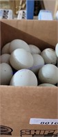 5 Doz Duck Eating Eggs