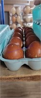 1 Doz Fertile Black / Blue Copper Maran Eggs