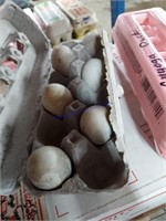 6 Fertile Cayuga Duck Eggs