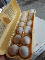 1 Doz Fertile Ayam Ketawa Laughing Chicken Eggs
