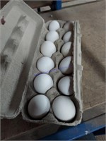 1 Doz Fertile Tolbunt Polish Eggs