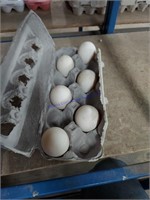 6 Fertile Welsh Harlequin Eggs
