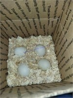 4 Fertile African Goose Eggs