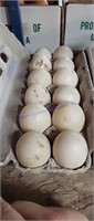 1 Doz Fertile Muscovy Duck Eggs