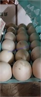 1.5 Doz Fertile Muscovy Duck Eggs