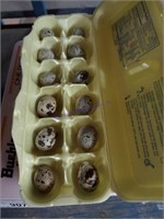 1 Doz Fertile Jumbo Coturnix Quail Eggs