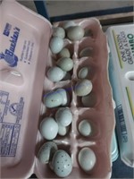 2 Doz Fertile Coturnix Quail Eggs