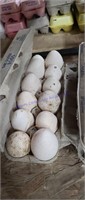 12 Fertile Mixed Heritage Breed Turkey Eggs