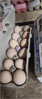 1 Doz Fertile Lavender Orpington Eggs