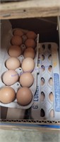 7 Doz Brown Eating Eggs