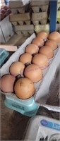 2 Doz Fertile Copper Maran / Cuckoo Maran Eggs