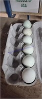 6 Fertile Chicken Eggs - See Description