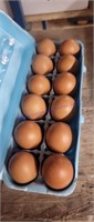 1 Doz Fertile Black Copper Maran Eggs