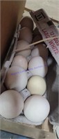 1 Doz Jumbo Duck Eating Eggs
