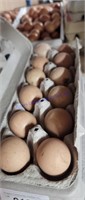 1 Doz Fertile Mixed Guinea Eggs