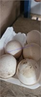 5 Fertile Bourbon Red Turkey Eggs