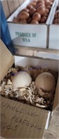 2 Fertile Spaulding Peafowl Eggs