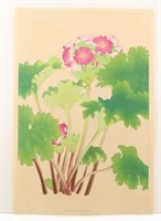 Flowering Primrose Woodblock Print