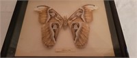 Framed Attacus Atlas Moth Display