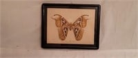 Framed Attacus Atlas Moth Display
