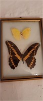 3 Bubble Glass Frames with Butterflies