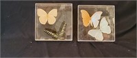 2 Acrylic Real Butterfly Displays