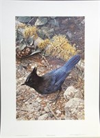 "Steller's Jay" wildlife print,  8/1250