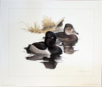 Diving Ducks series Print #2; Ring-Necks  print