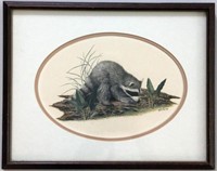 Raccoon, framed  print, 12.5 x 16 overall