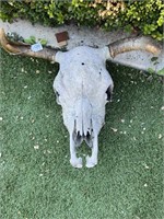 Bullock head ad horns