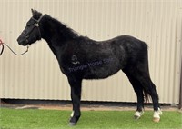 "Dressmaker's Chalk" 2021 Welsh Mountain Pony Colt