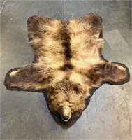 Alaskan Grizzly Bear Taxidermy Full Hide Rug