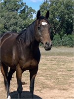 (VIC) PEPPER - THOROUGHBRED MARE