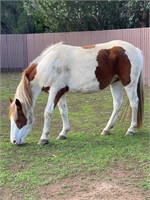 (VIC) RUBY - BRUMBY MARE