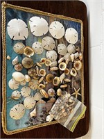 Lot of seashells sand dollars ornaments and more