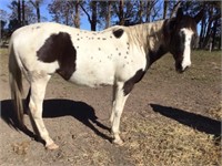 (NSW) CILLA - PAINT MARE