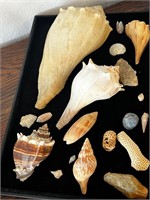 Conch shells and fossils (1 from 1938)