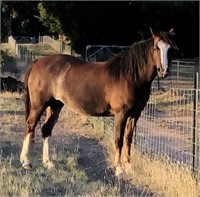 (VIC) MEITHRIN ANGELS PASSING - WELSH COB MARE