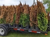 500+ Arborvitaes Available at Online Bidding