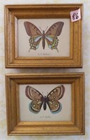 (2) BUTTERFLY PRINTS