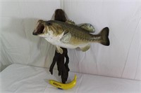 Taxidermy Large Mouth Ba Mount