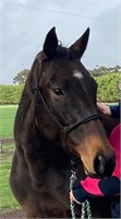 (VIC) KICKIN THE TRACES - THOROUGHBRED MARE