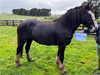 (VIC) HARRIET - CLYDESDALE X MARE