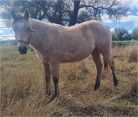 (NSW) PIE - QH FILLY