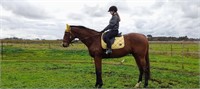 (VIC) TOMMY - THOROUGHBRED GELDING