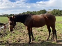 (VIC) BELATEDLY - THOROUGHBRED MARE