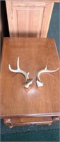 Whitetail deer 5 point antlers